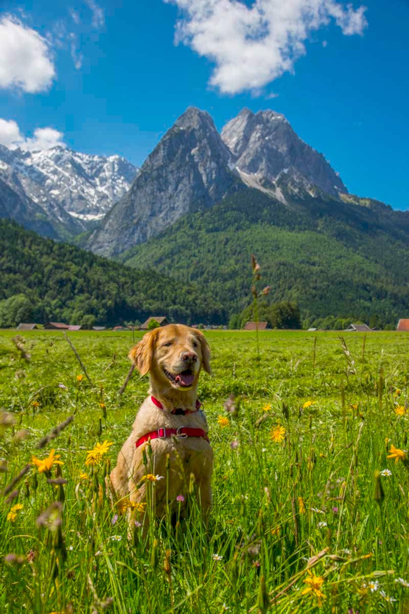 Dog